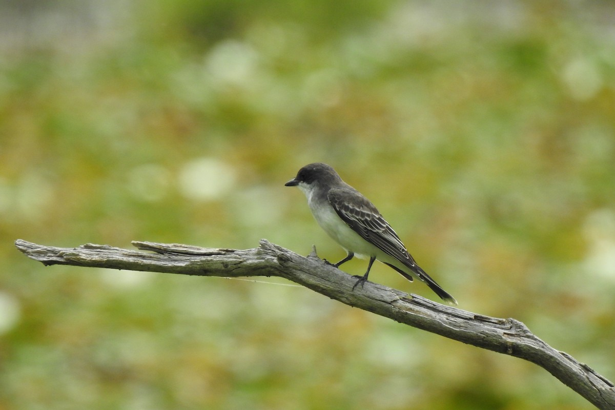 Eastern Kingbird - ML622453457