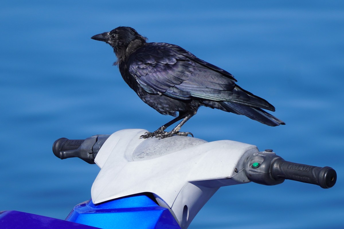 American Crow - ML622453462