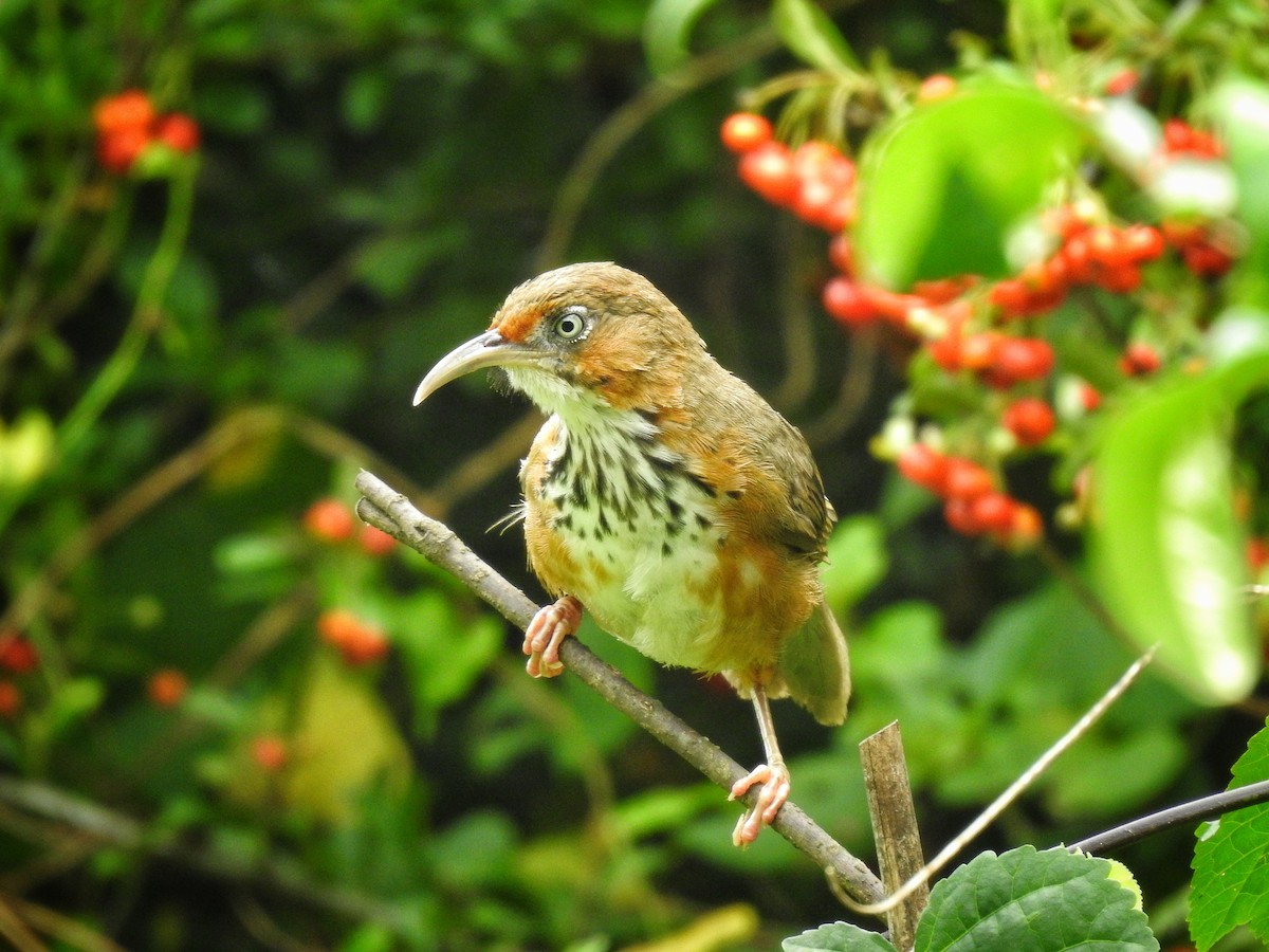 Black-streaked Scimitar-Babbler - ML622453470