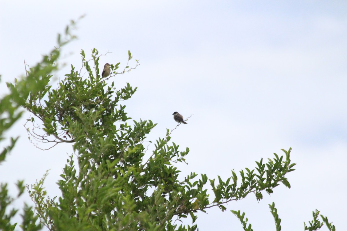 Pearly-bellied Seedeater - ML622453488