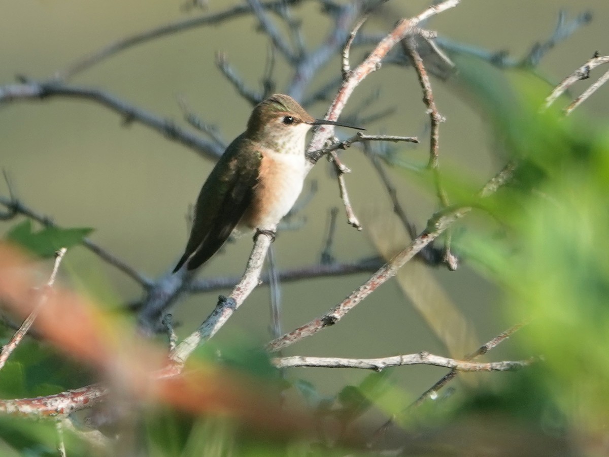 Calliope Hummingbird - ML622453491