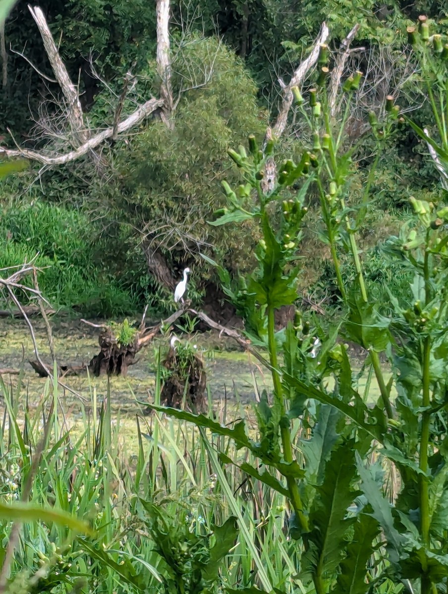 Snowy Egret - ML622453498