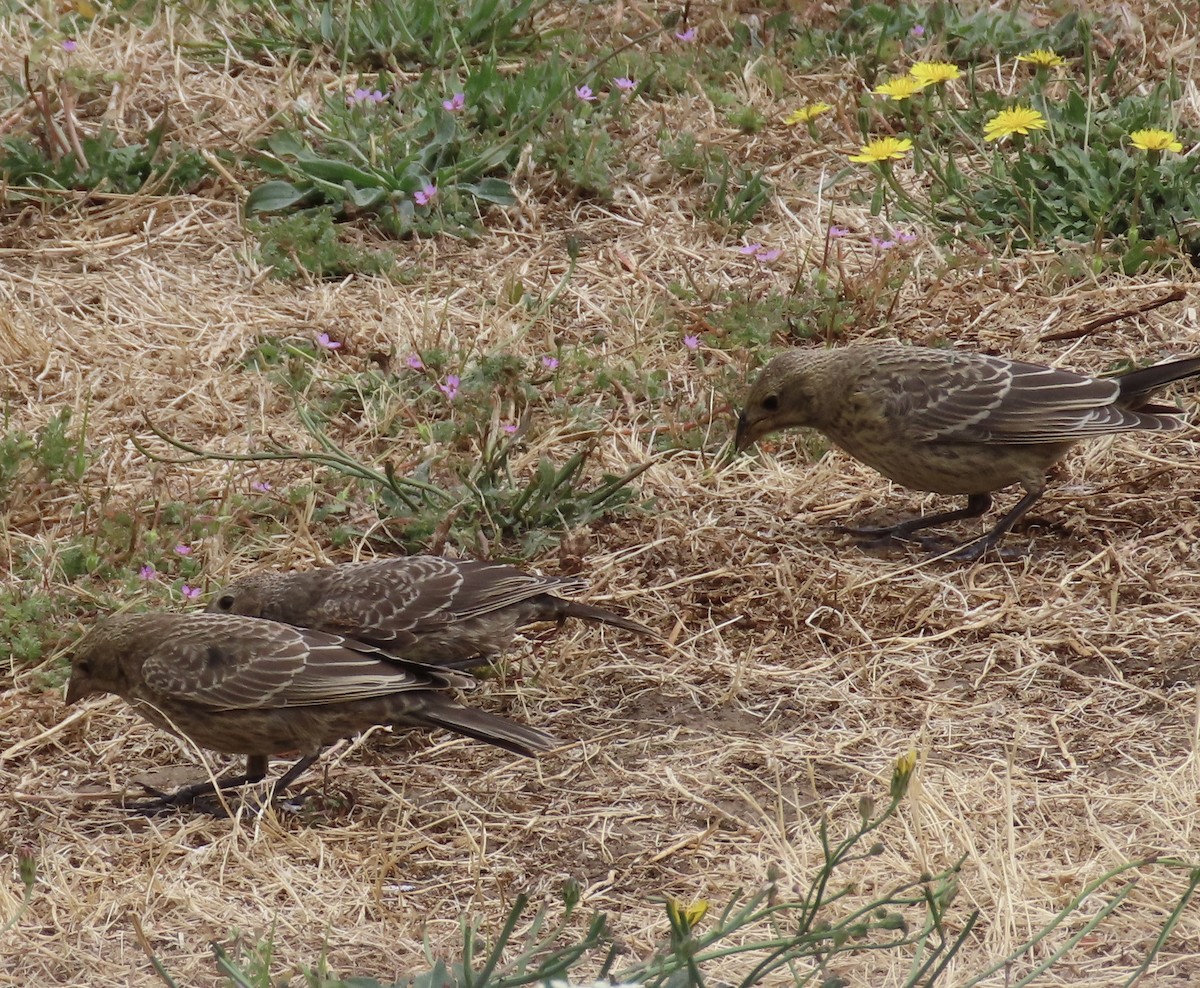 Brown-headed Cowbird - ML622453501