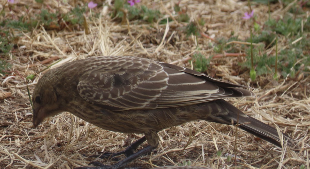 Brown-headed Cowbird - ML622453503