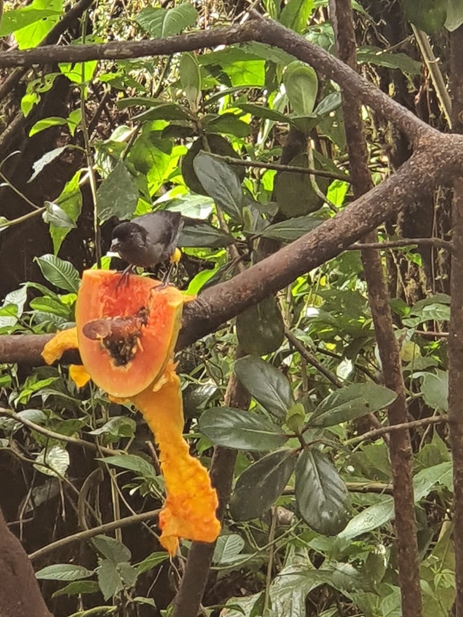 Yellow-thighed Brushfinch - Ana Moya Villalobos