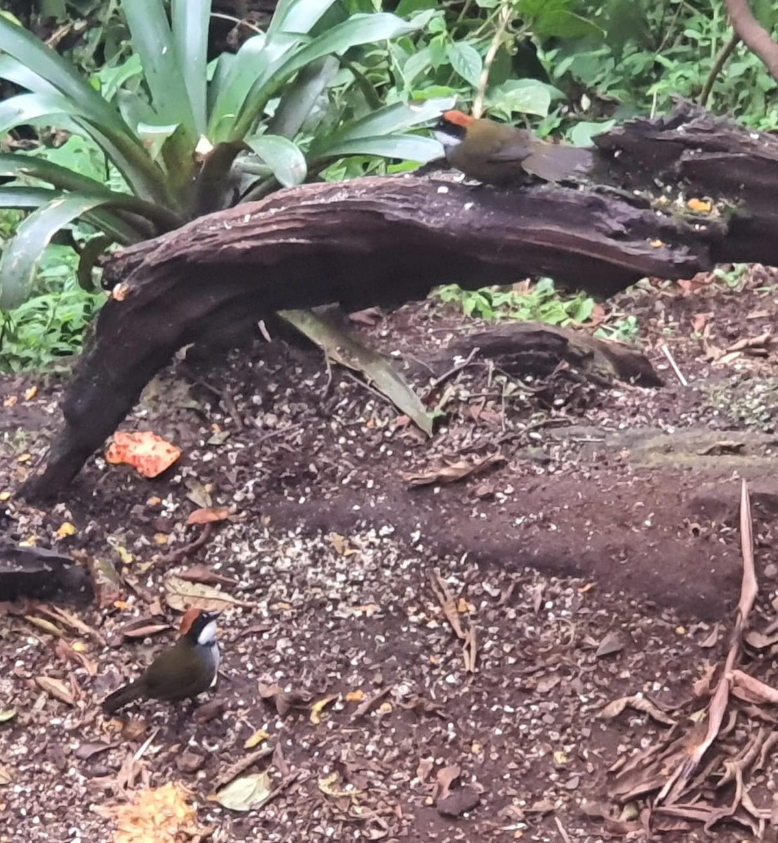 Chestnut-capped Brushfinch - ML622453603