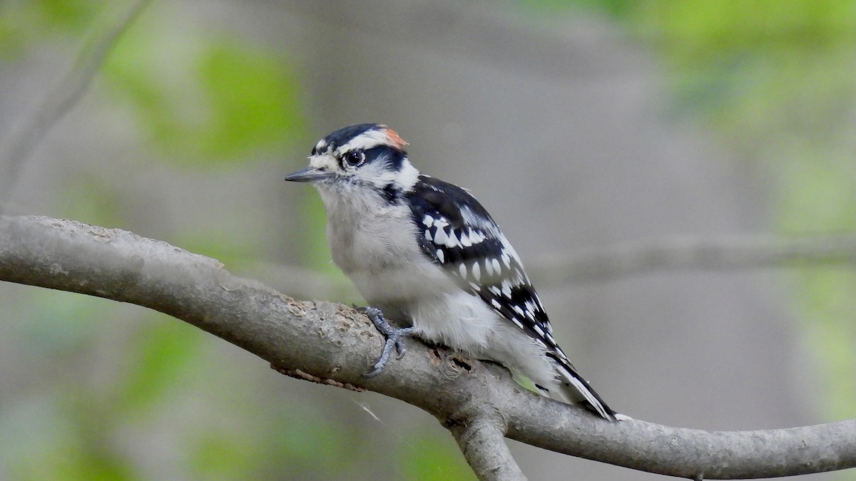 Downy Woodpecker - ML622453611