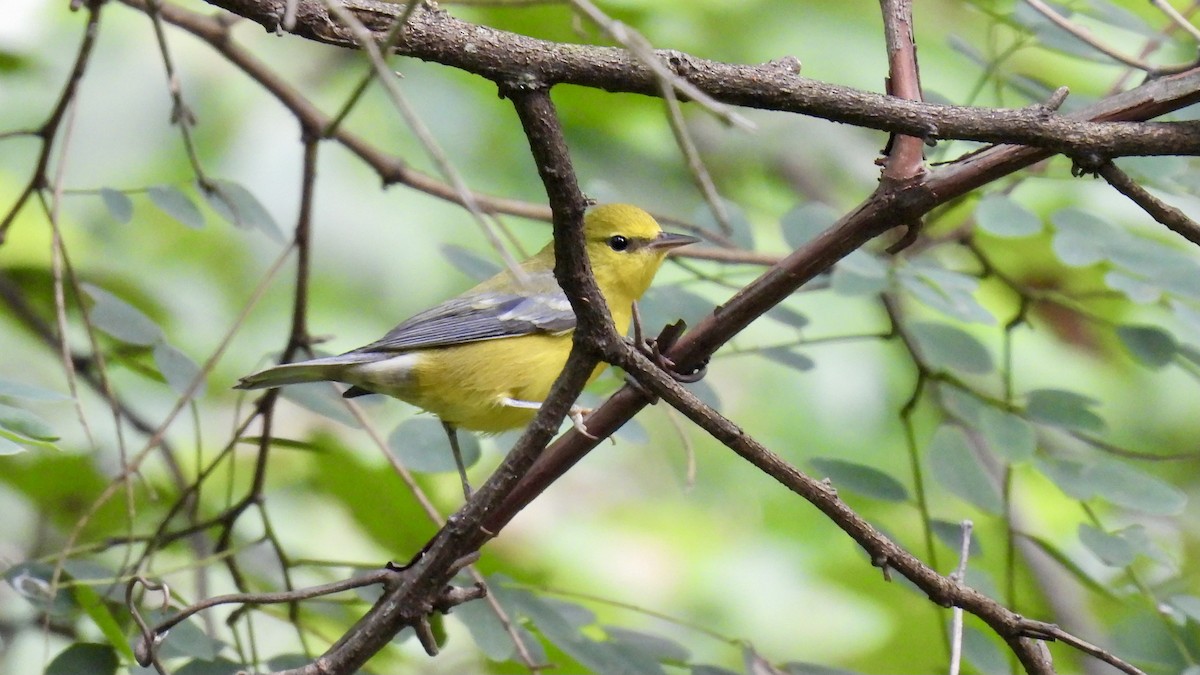 Blue-winged Warbler - ML622453626