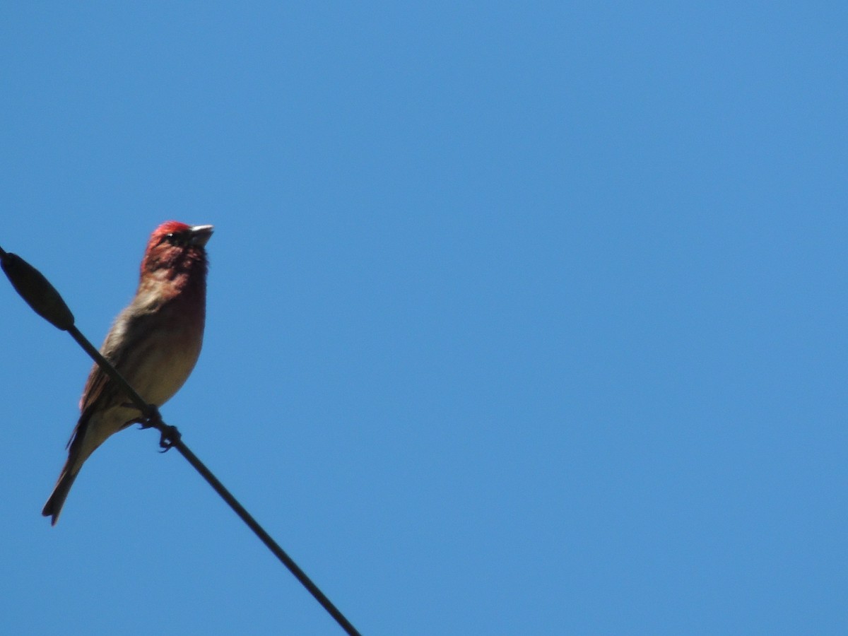 Purple Finch - ML622453633