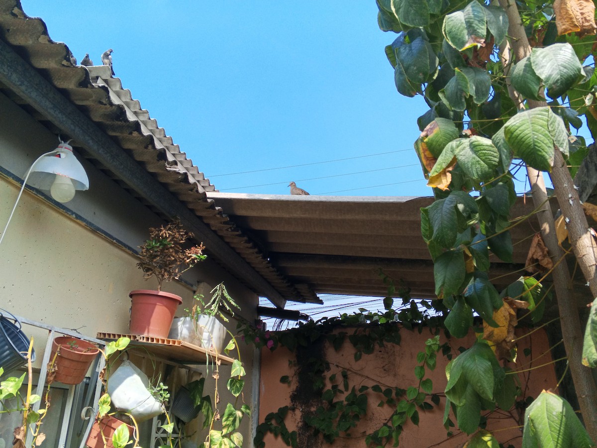 Ecuadorian Ground Dove - ML622453665