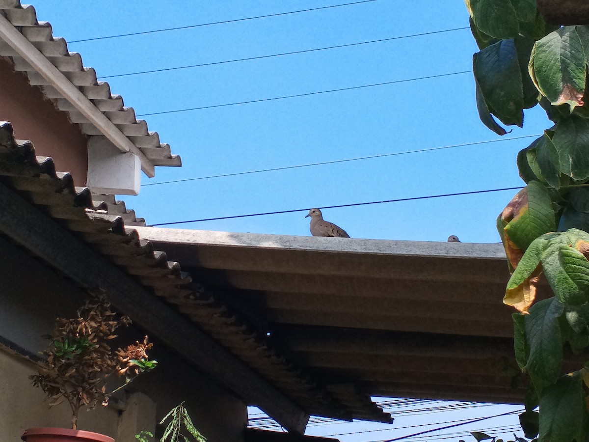 Ecuadorian Ground Dove - ML622453678