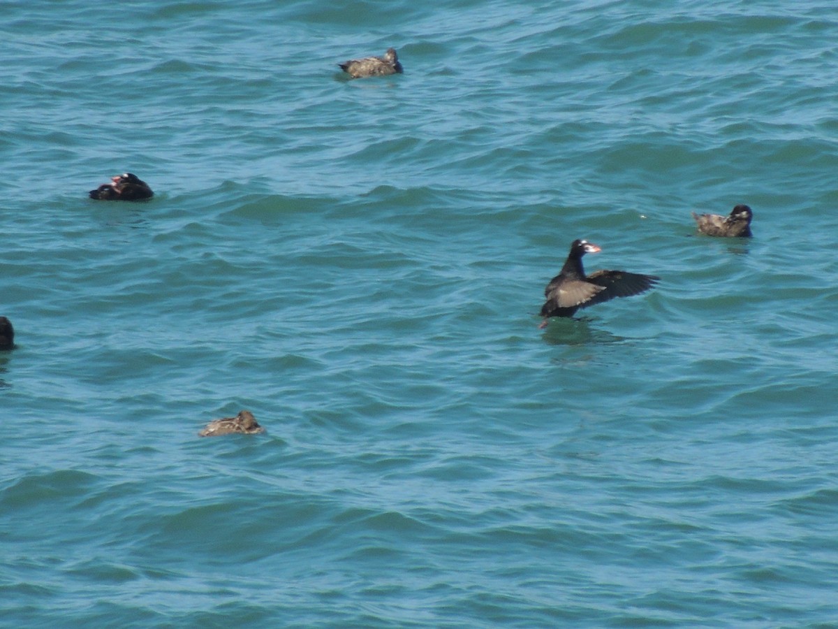 Surf Scoter - ML622453740