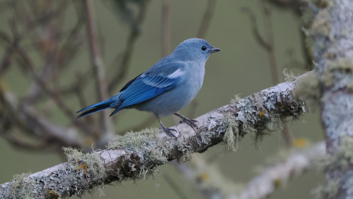 Blue-gray Tanager (White-edged) - ML622453744