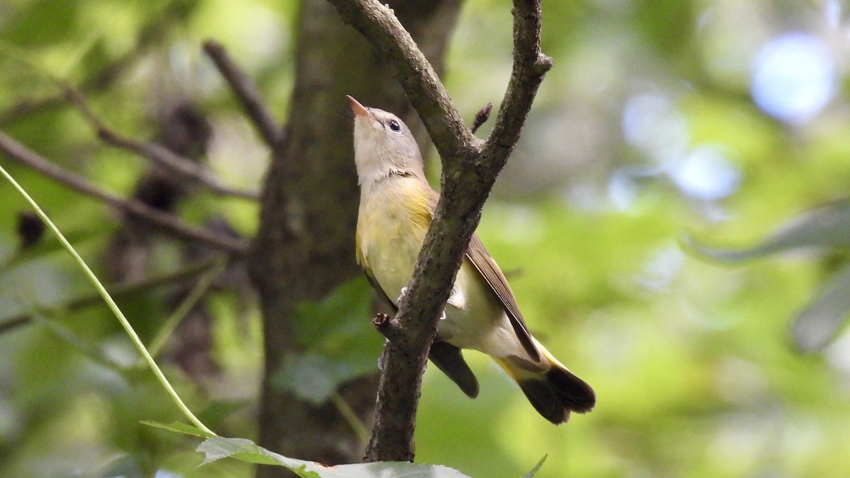 American Redstart - ML622453779