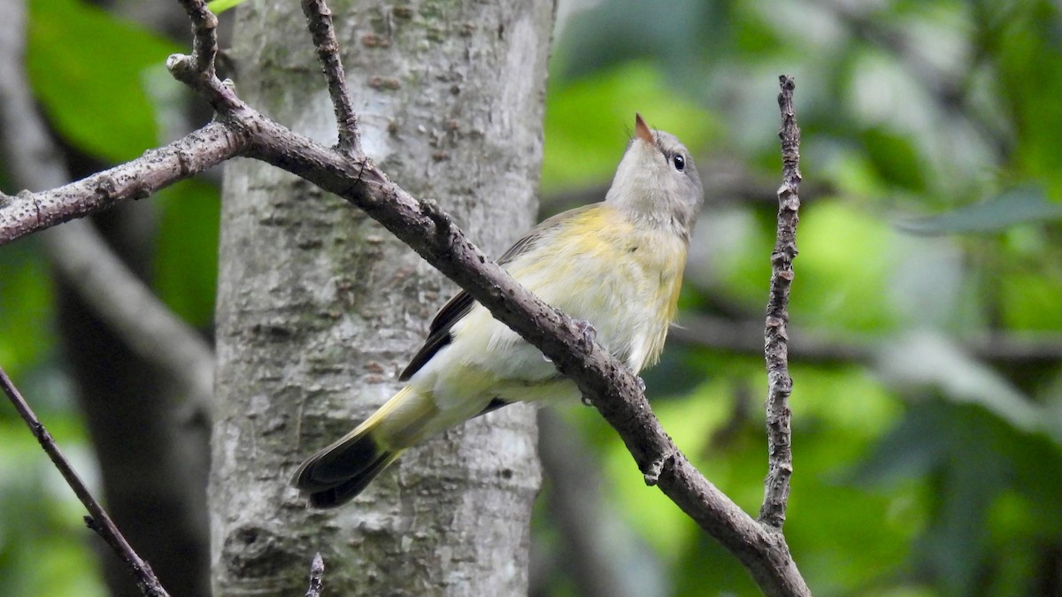 American Redstart - ML622453780