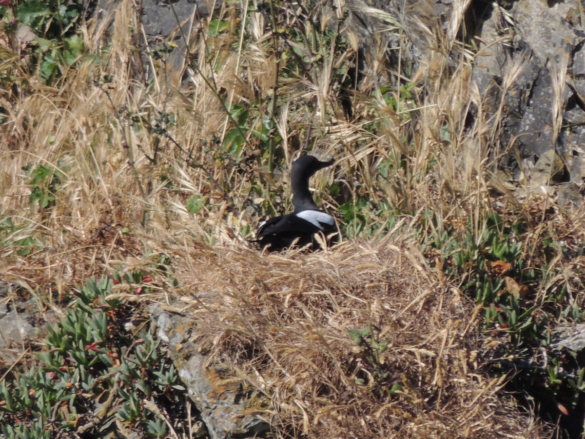 Pigeon Guillemot - ML622453781