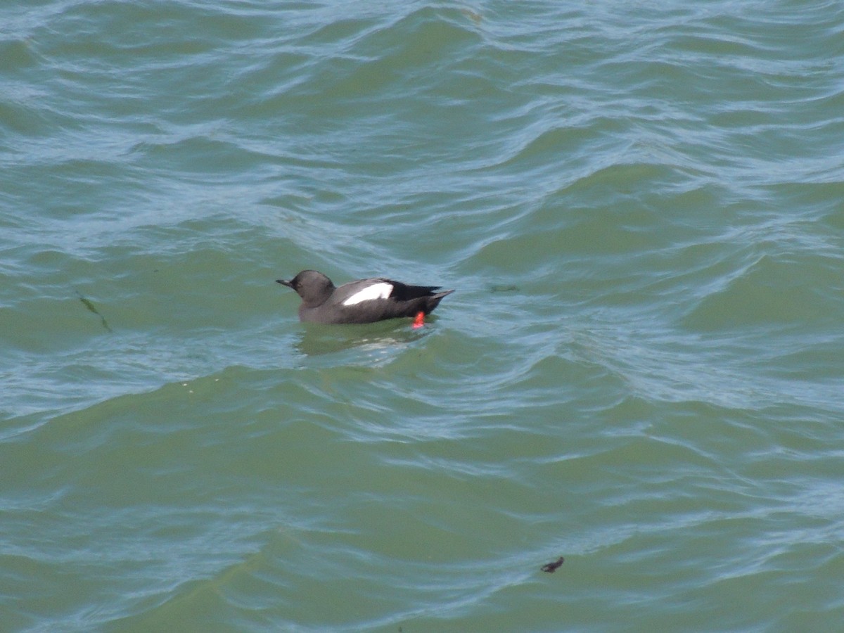 Pigeon Guillemot - ML622453782