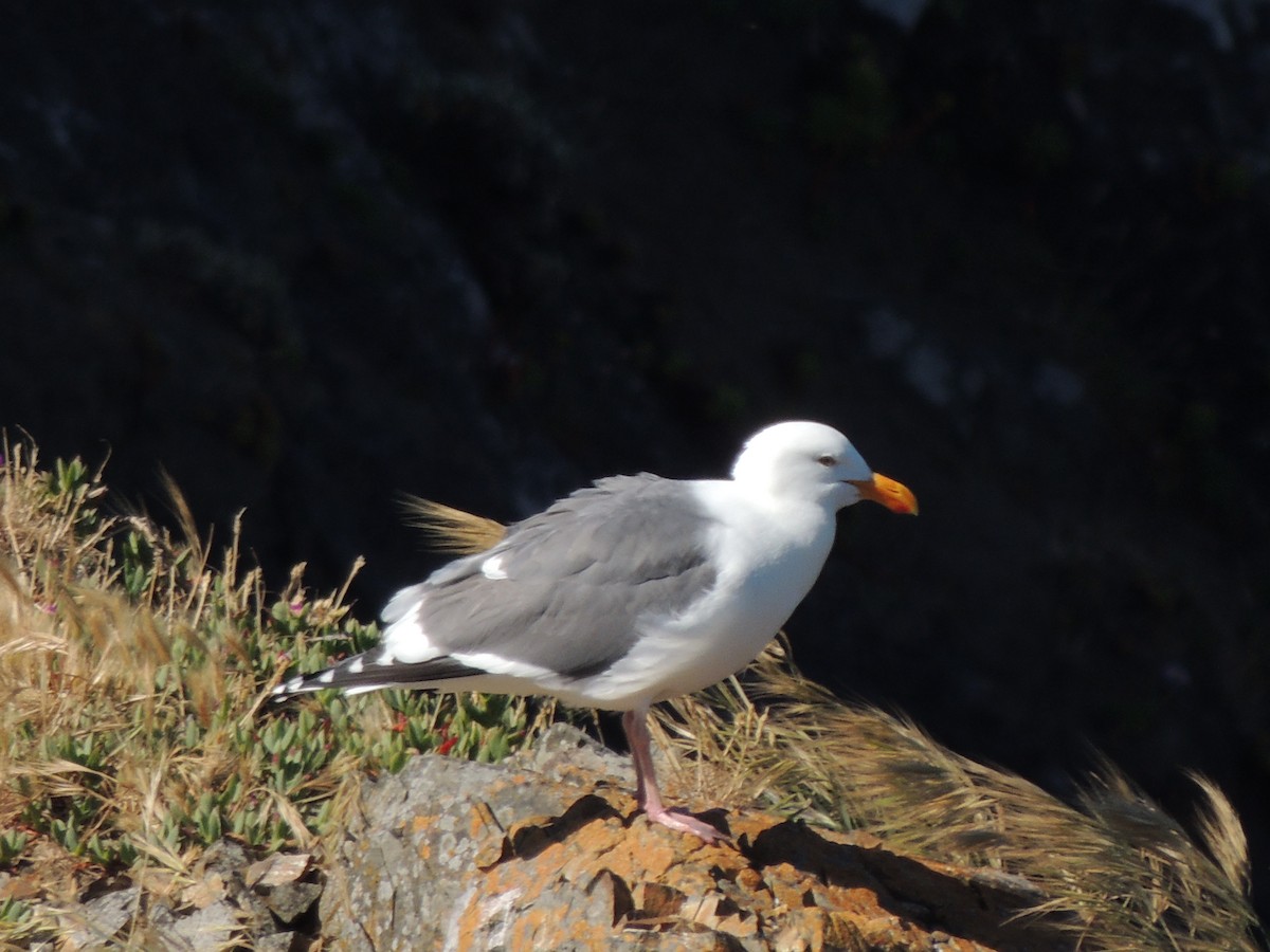 Western Gull - ML622453801