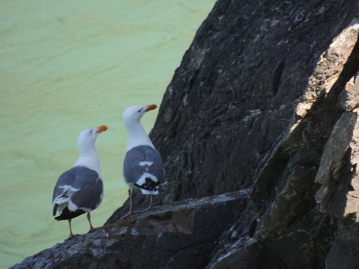 Western Gull - ML622453802