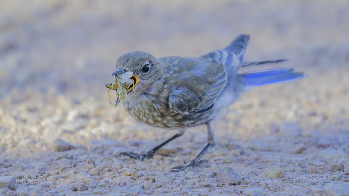 Mountain Bluebird - ML622453827