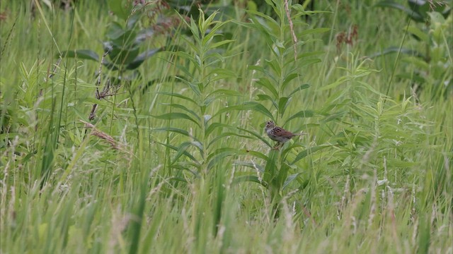 Henslow's Sparrow - ML622453892