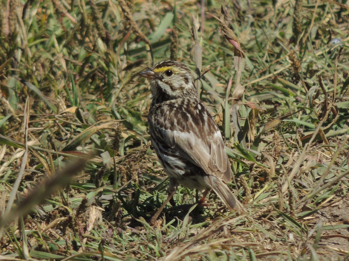 Savannah Sparrow - Roger Lambert