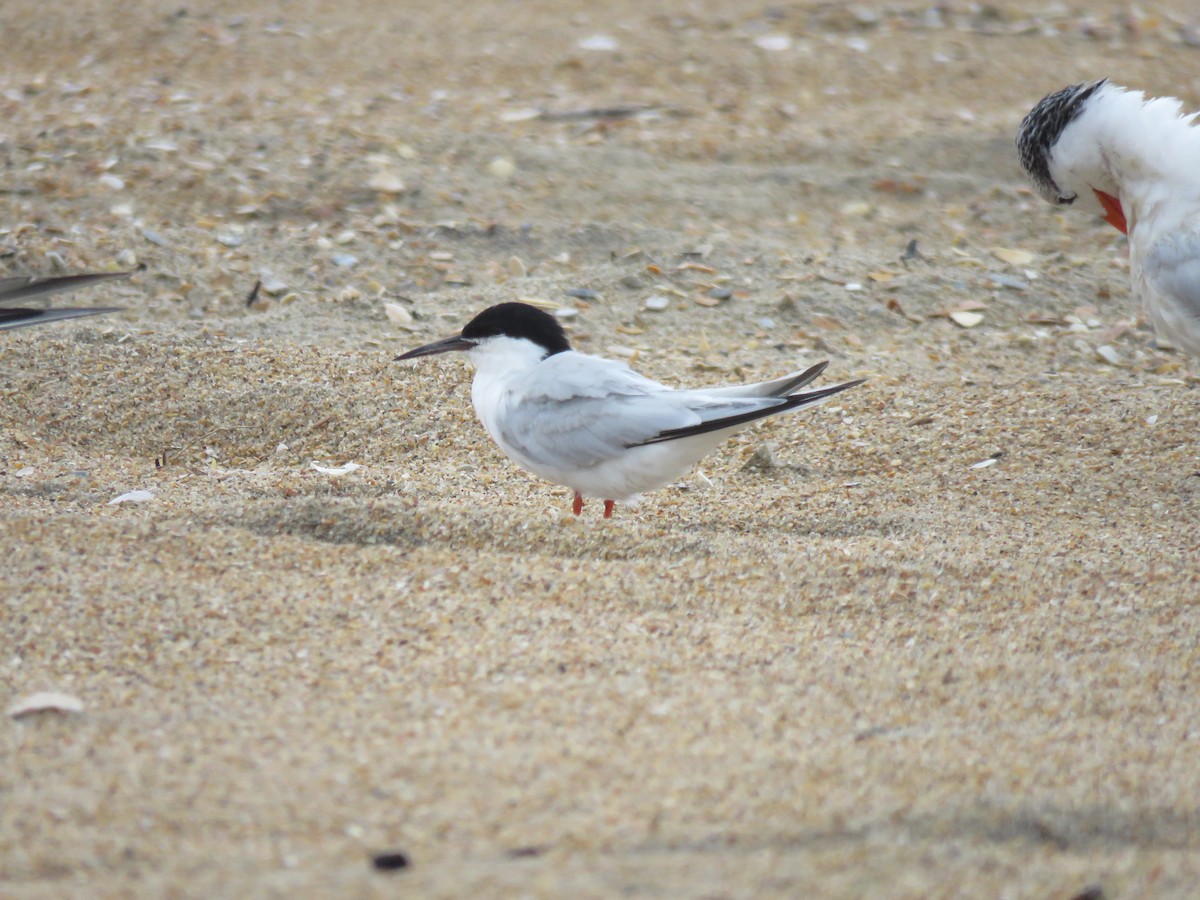 Roseate Tern - ML622453947