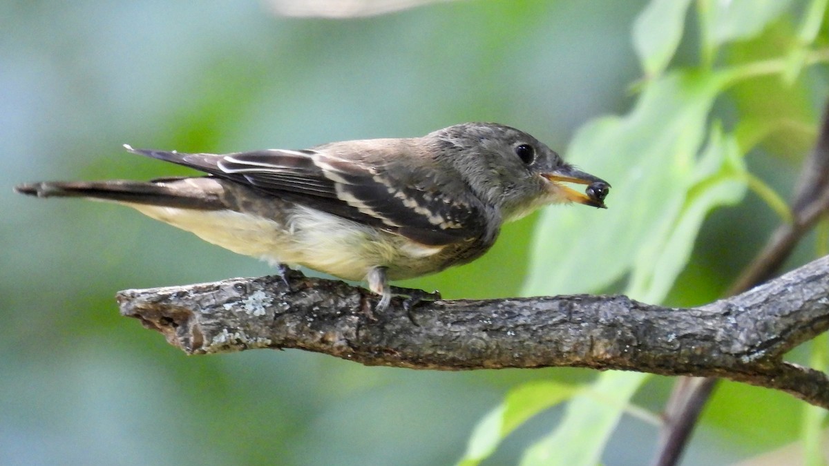 Eastern Wood-Pewee - ML622453975