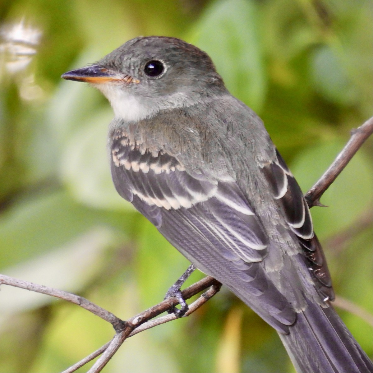 Eastern Wood-Pewee - ML622453976