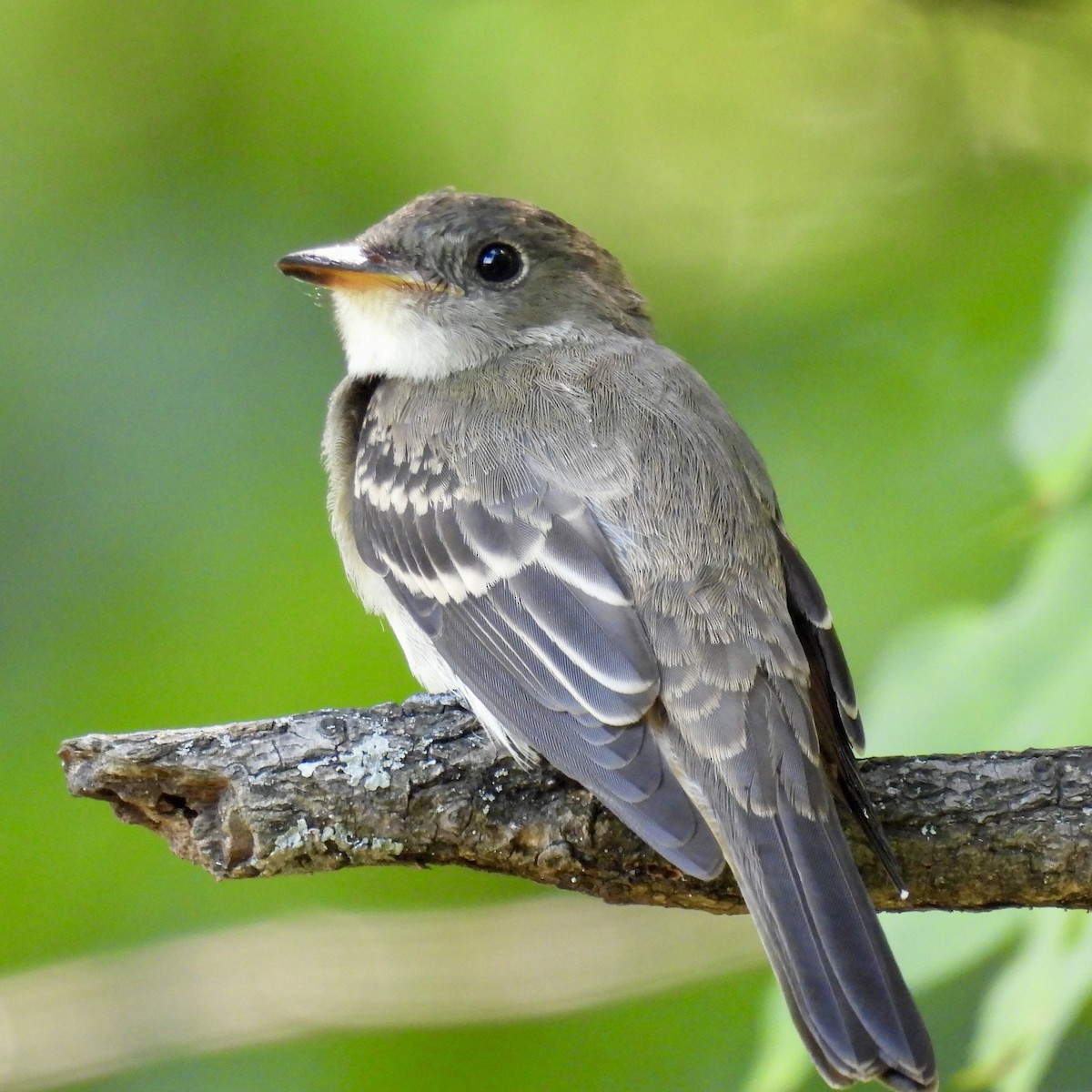 Eastern Wood-Pewee - ML622453977