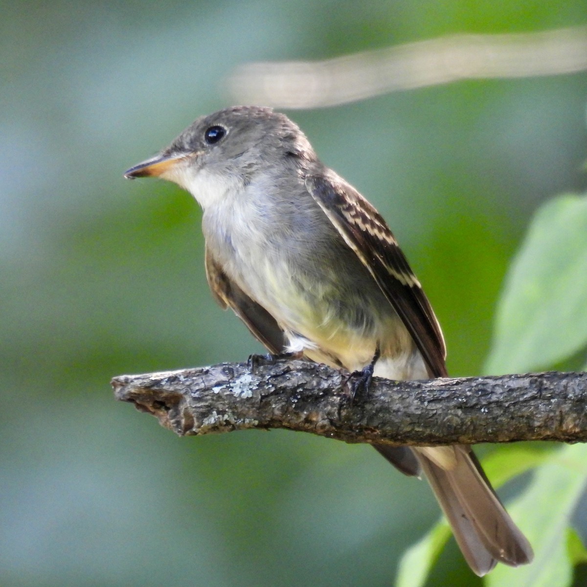 Eastern Wood-Pewee - ML622453979