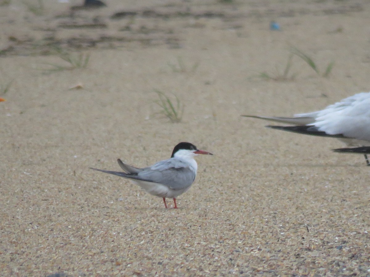 Common Tern - ML622453989