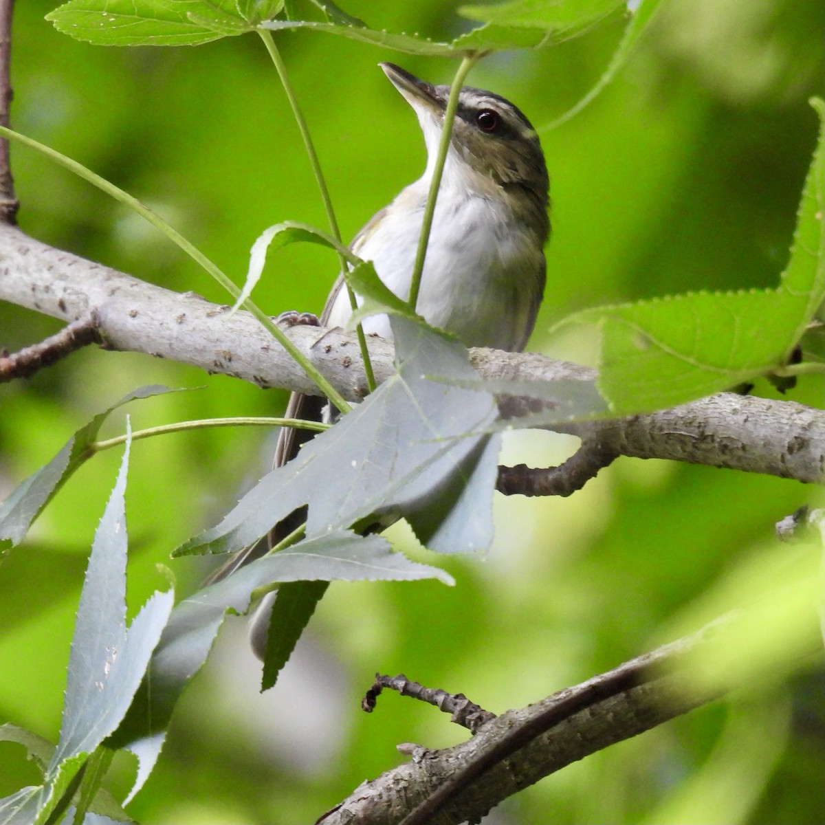 Kızıl Gözlü Vireo - ML622454009