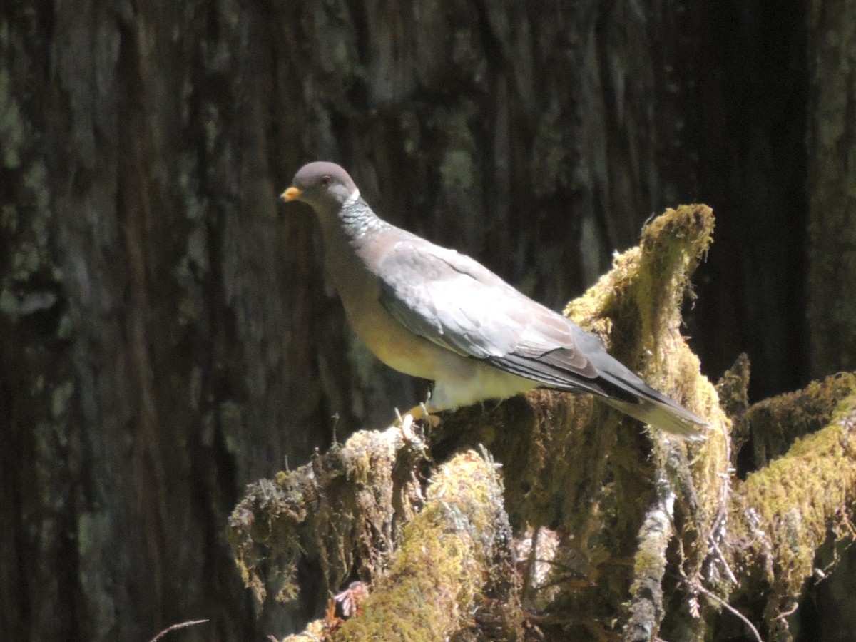 Band-tailed Pigeon - ML622454024