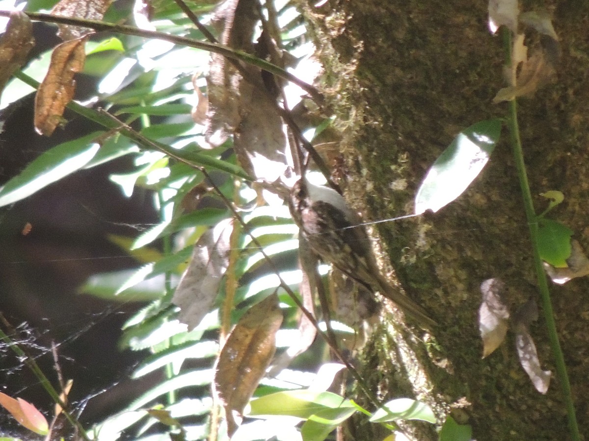 Brown Creeper - ML622454059