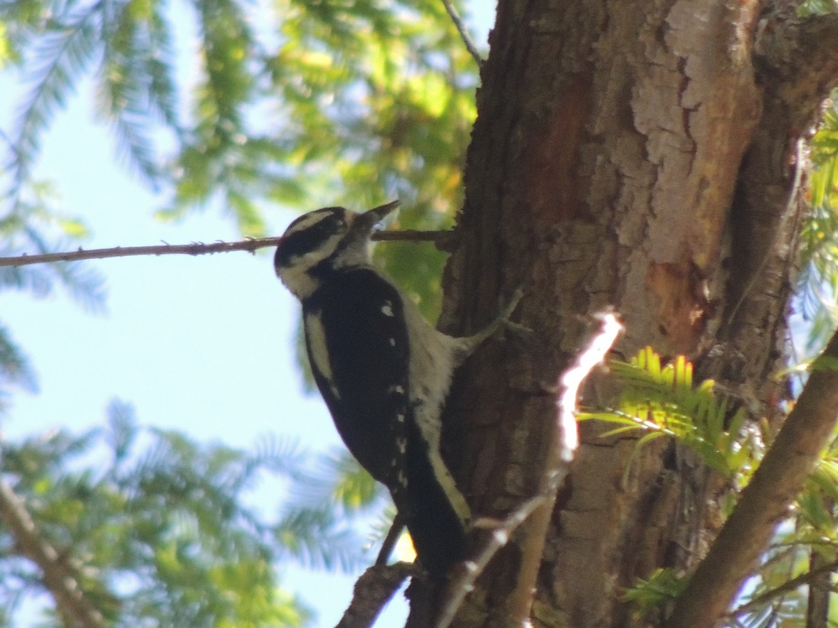 Downy Woodpecker - ML622454065