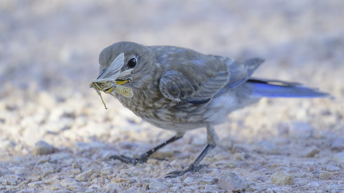 Mountain Bluebird - ML622454080