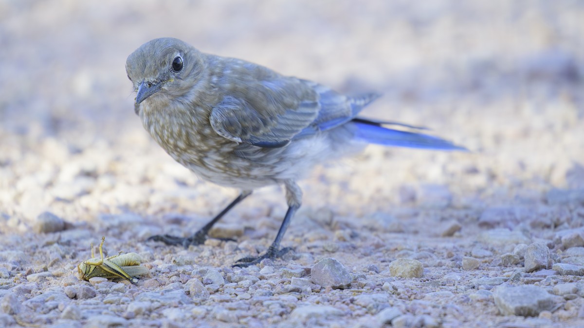 Mountain Bluebird - Nina Hale