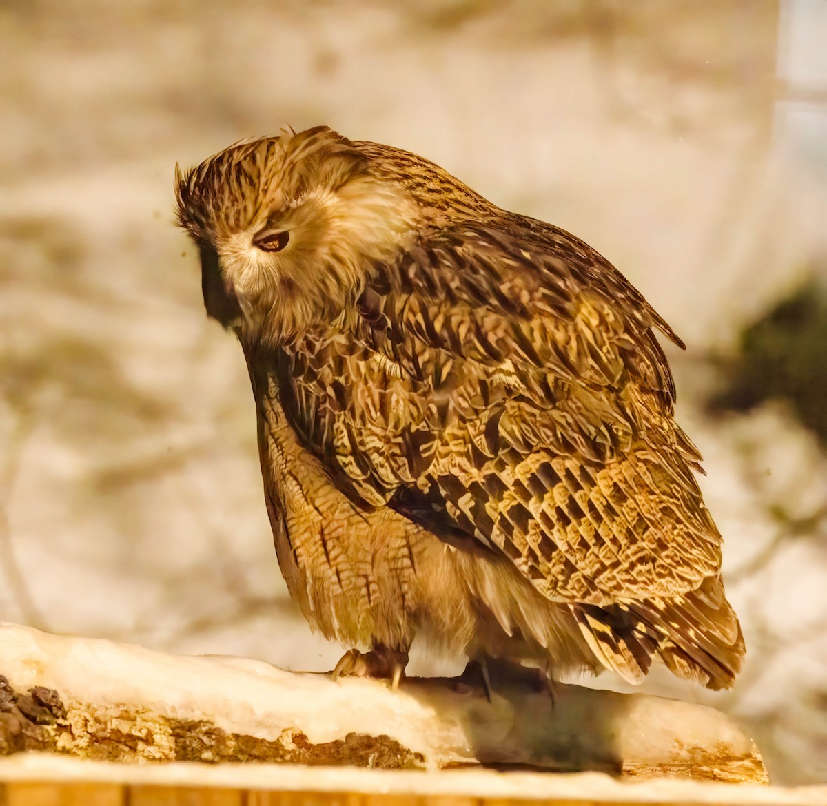 Blakiston's Fish-Owl (blakistoni) - ML622454109