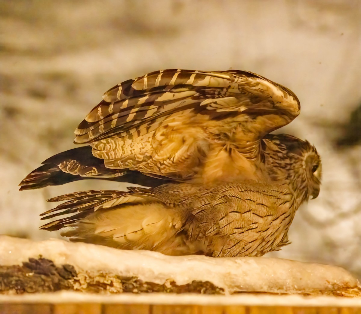 Blakiston's Fish-Owl (blakistoni) - ML622454112