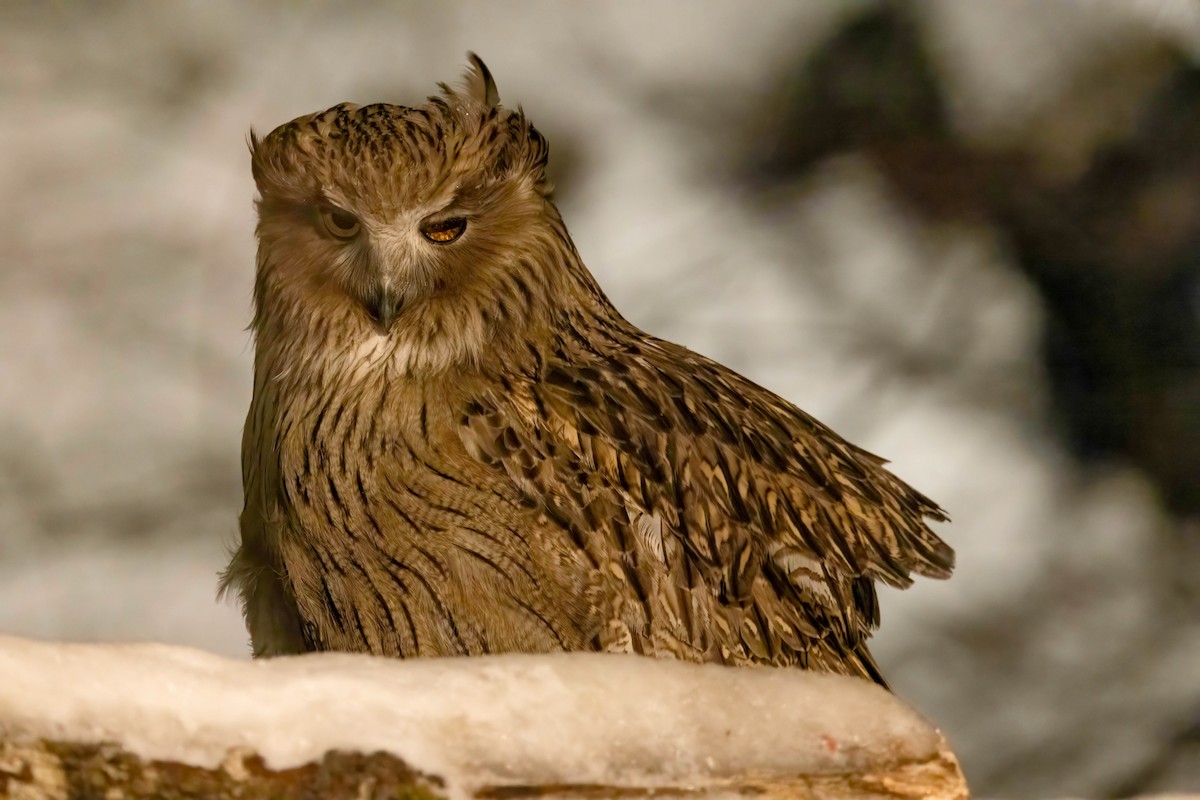 Blakiston's Fish-Owl (blakistoni) - ML622454138