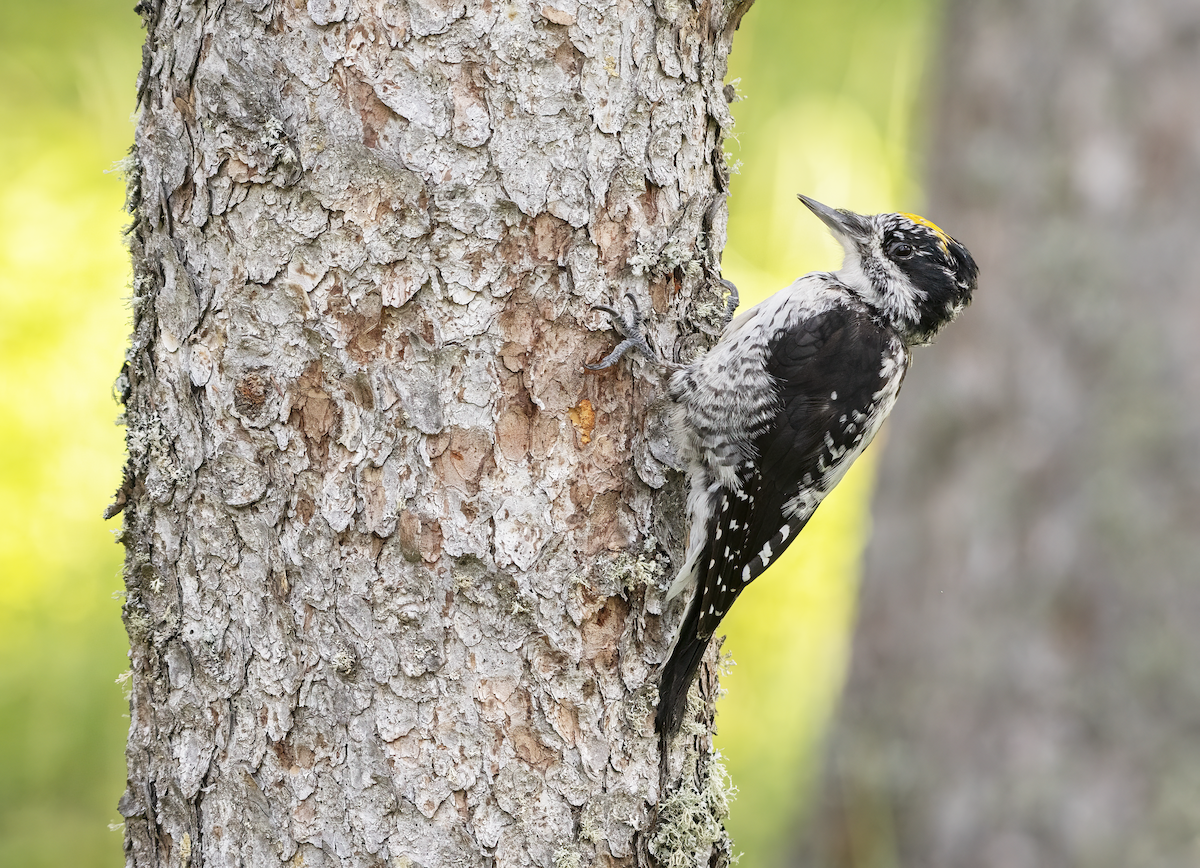 American Three-toed Woodpecker - ML622454198