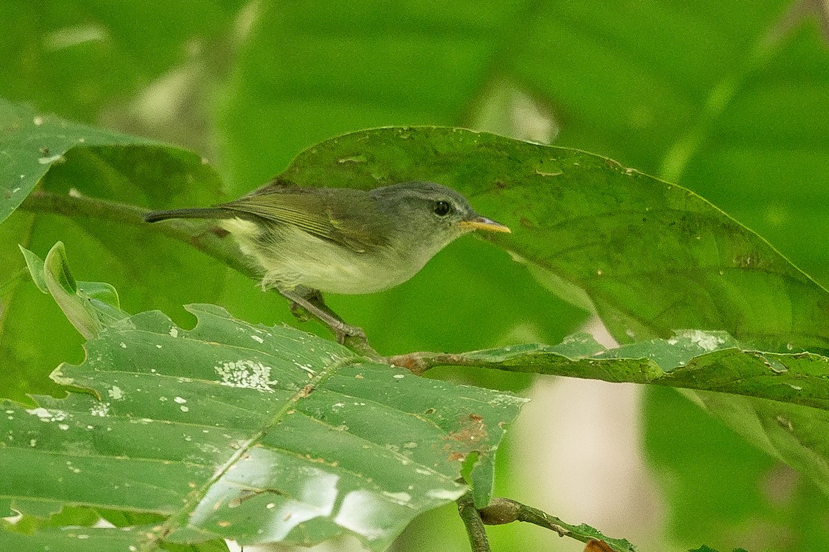 Numfor Leaf Warbler - ML622454219