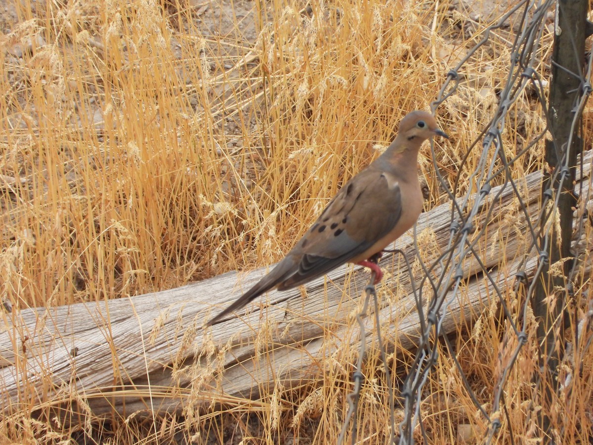 Mourning Dove - ML622454226