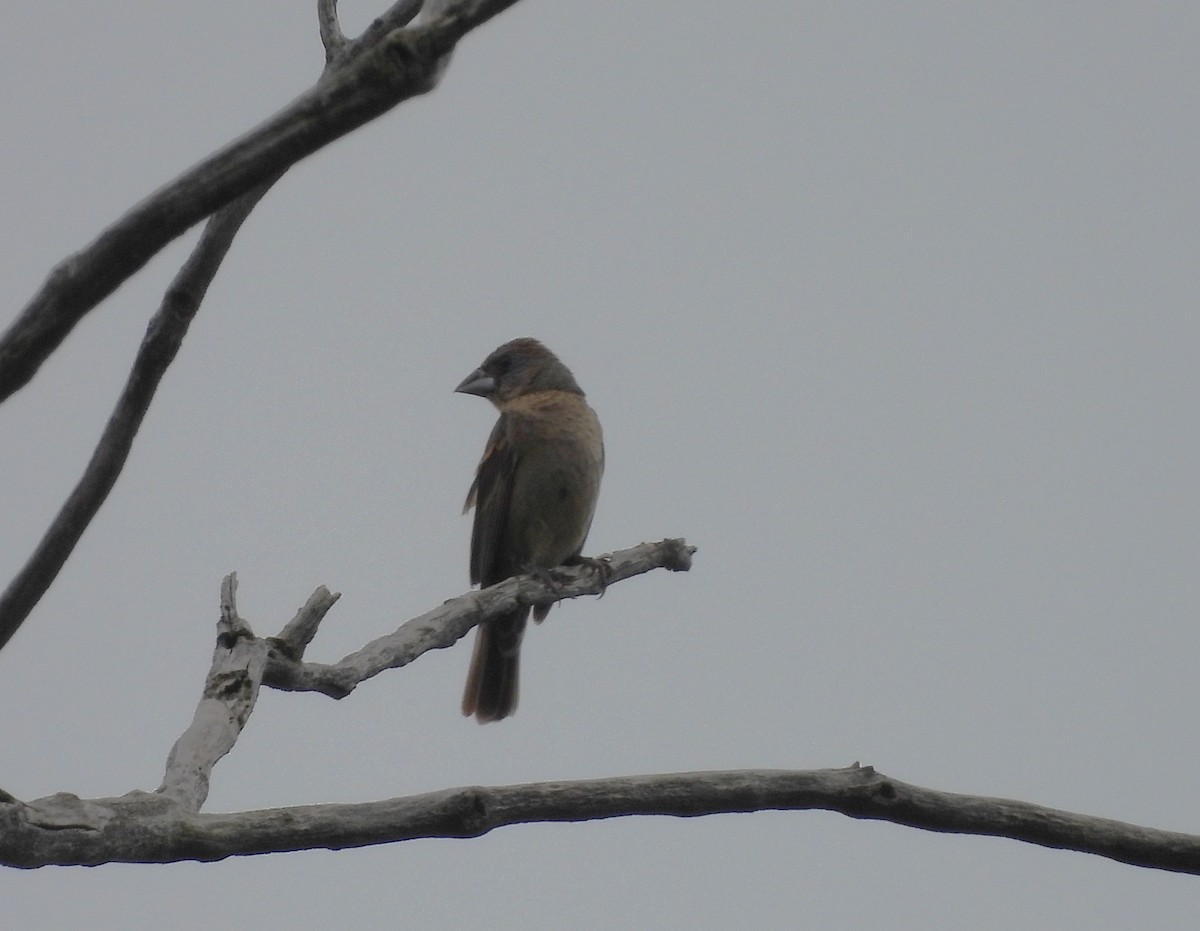 Blue Grosbeak - ML622454227