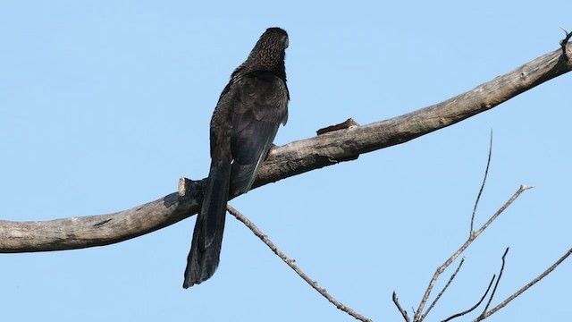 Smooth-billed Ani - ML622454323