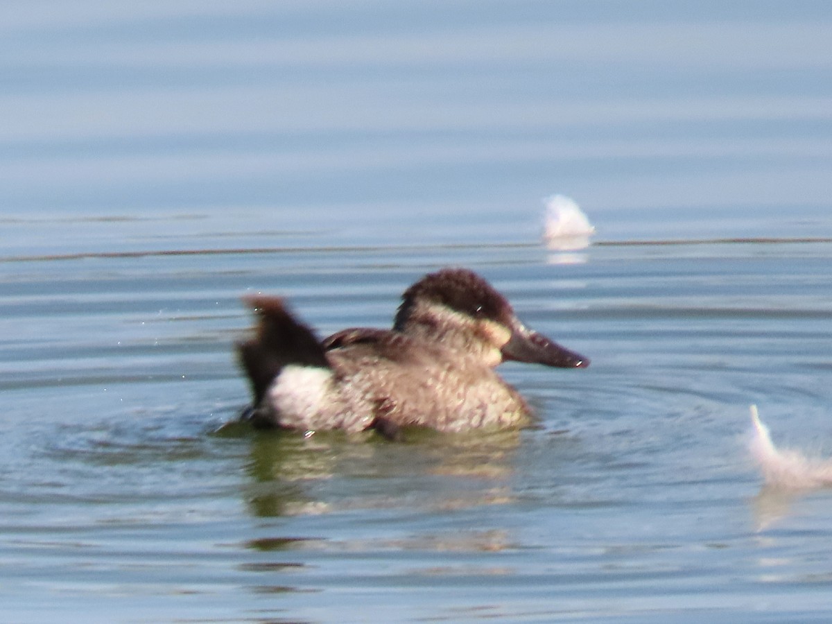 Ruddy Duck - ML622454446