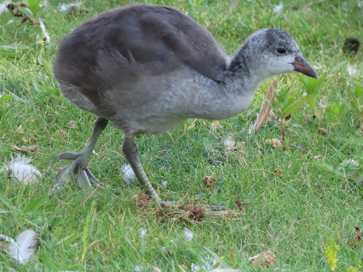 American Coot - ML622454450
