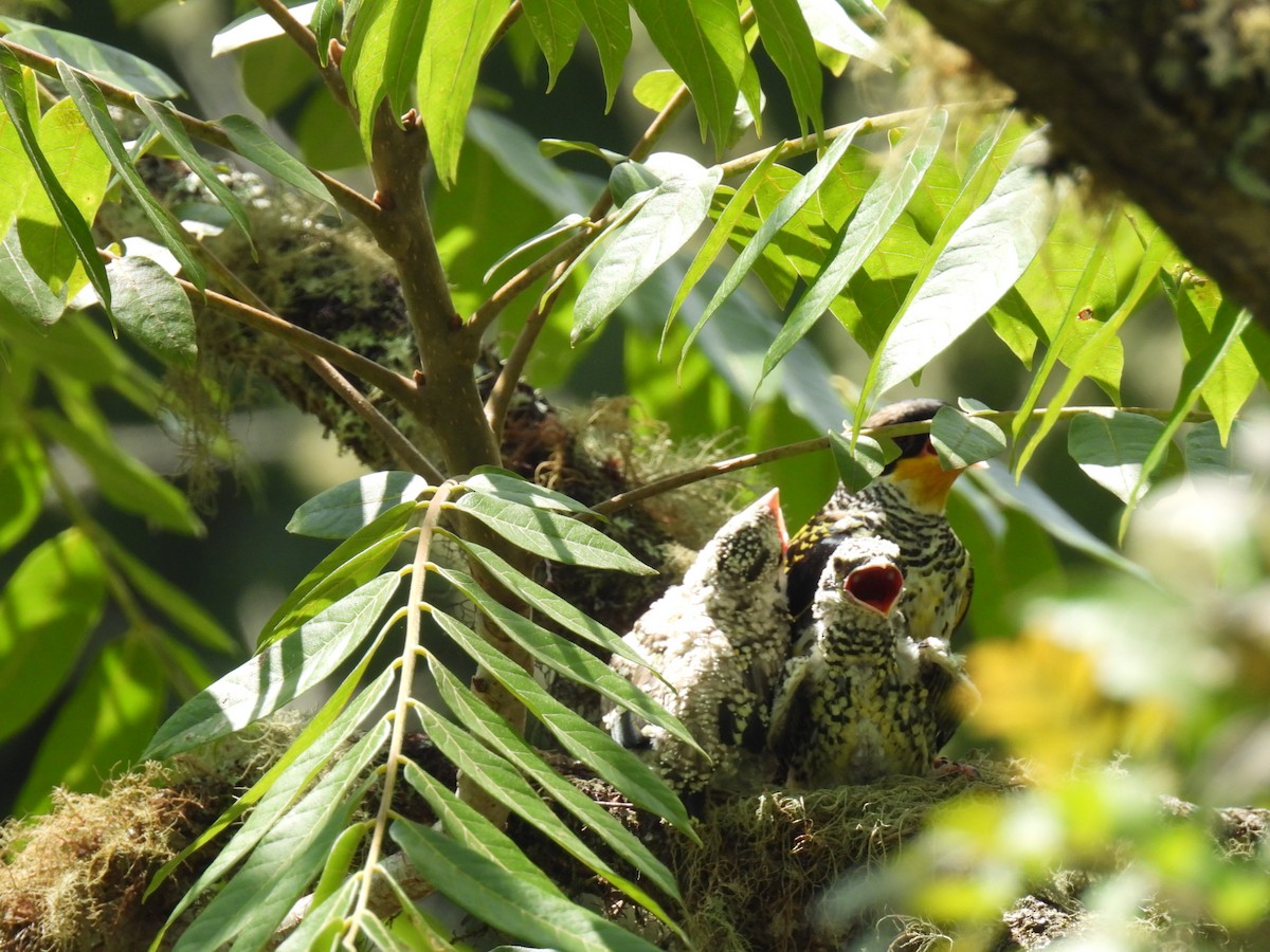 Swallow-tailed Cotinga - ML622454540