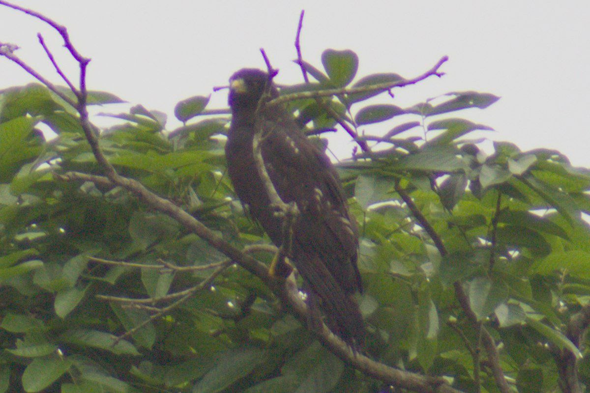 Zone-tailed Hawk - ML622454723